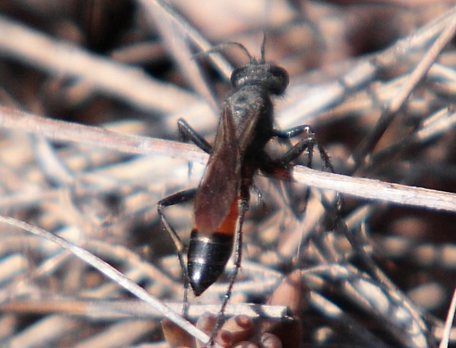 Sphecidae